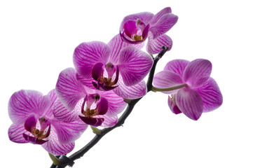 Soft selective focus of magenta orchid - phalaenopsis on white defocused background, sweet color flower in soft style. Floral background of tropical orchid in the garden under sunlight