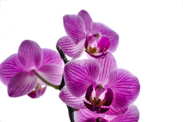 Soft selective focus of magenta orchid - phalaenopsis on white defocused background, sweet color flower in soft style. Floral background of tropical orchid in the garden under sunlight