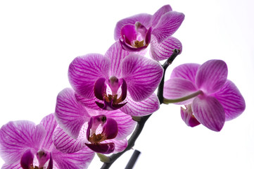 Fototapeta na wymiar Soft selective focus of magenta orchid - phalaenopsis on white defocused background, sweet color flower in soft style. Floral background of tropical orchid in the garden under sunlight