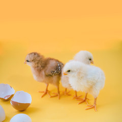 Newborn yellow chickens and broken eggs on a yellow background.