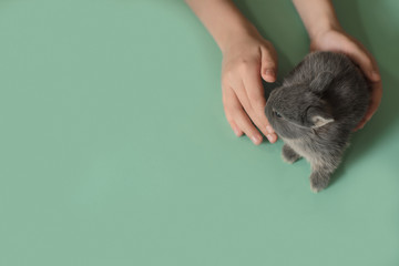 Children's hands hold a little fluffy bunny.