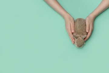 Children's hands hold a little fluffy bunny.