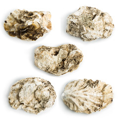 Sea shell isolated on a white background. Clipping Path