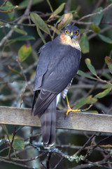 Sparrowhawk, (Accipiter nisus), male perched on a wooden fence, Stithians, Cornwall, England, UK.
