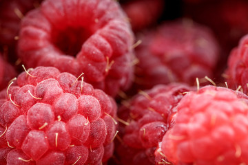 fresh berries of pink raspberry