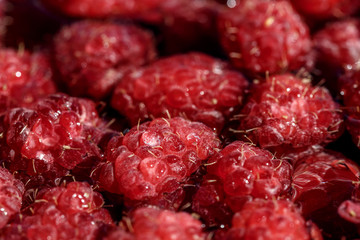 fresh berries of pink raspberry