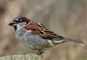 House Sparrow, (Passer domesticus), male, standing on a post, Cornwall, UK.