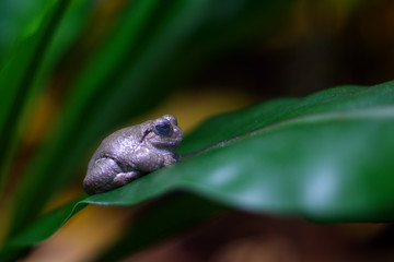 Close up view of Gray Tree frog in Lisbon Oceanarium