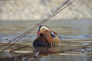 duck in the water