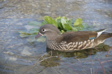duck in water