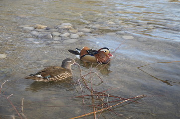 Enten im Busen der Natur