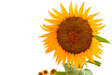 Fleur de tournesol sur fond blanc 