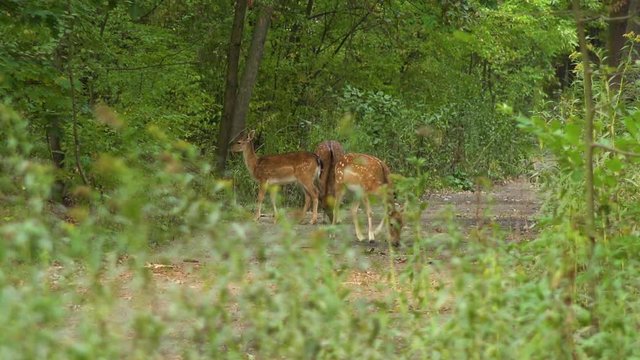 Three roe deers graze on a pathway in a forest