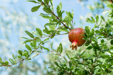 Pomegranate branches, on which grow ripe fruits.