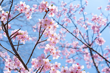 Cherry blossom