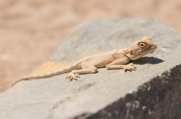 Closeup of egyptian desert agama lizard on a rock