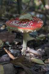 Мембраны красного мухомора крупно. Макро.