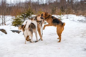 big dogs playing in the snow outside the city