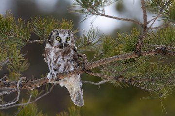 Owl