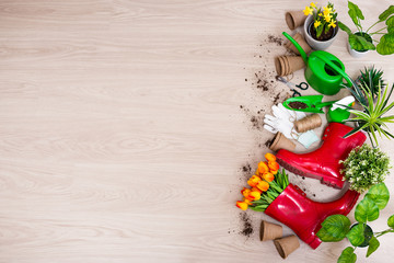 top view of gardening tools, potted plants, spring flowers and space for text on wooden table