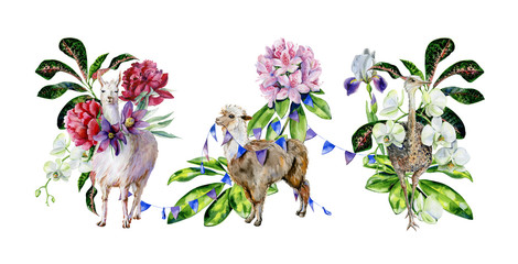 Watercolor set of cartoon alpaca, cute llama and ostrich with orchids, peonies, rhododendron, iris and ribbons. Tropical leaves of schefflera, croton. Use at nursery room and children's clothing.