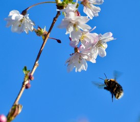 Bee Blossom