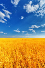 Wheat ears and cloudy sky