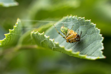 pająk, sieć, makro