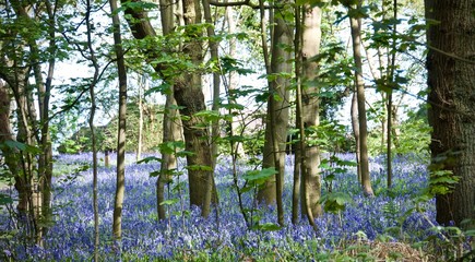 Springtime Woodlands with Bluebells