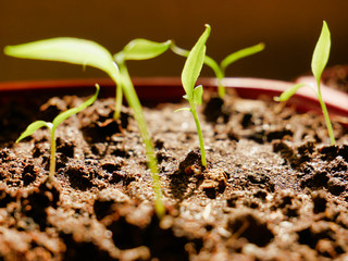 Jalapeño Peper at the germination process Getting the light from morning