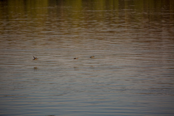 Flight of wild ducks