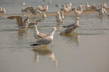 Seagulls fishing