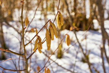 Female bud of hazel trees in a snowy environment