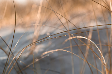 Dune grass with water drops