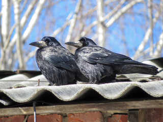 rooks arrived in early spring