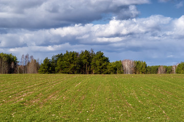 Wiosna na Podlasiu. Podlaskie pola i łąki. Sloneczny dzień 