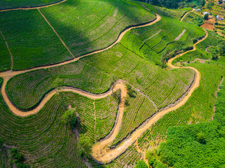 Aerial view of hills with tea plantation misty morning in India