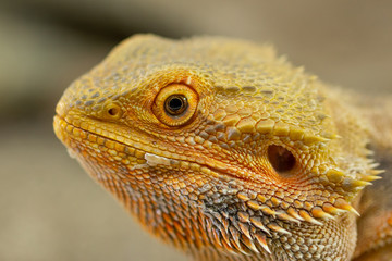 Pogona or Bearded dragon