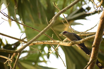 Green-billed-malkoha birds are pecking worms on trees.