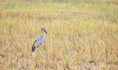 Birds are looking for food in the fields.