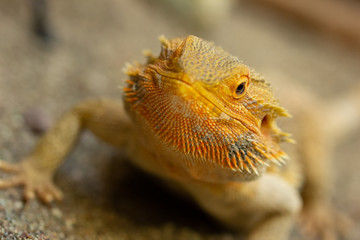 Pogona or Bearded dragon