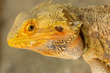 Pogona or Bearded dragon