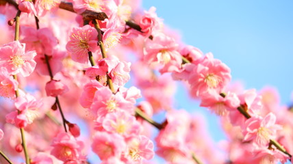 夕日を浴びるしだれ梅と春の空 農業センター ふんわりあざやかイメージ