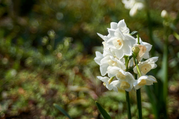 水仙の白い花・冬から春へ