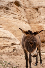 donkey in Petra