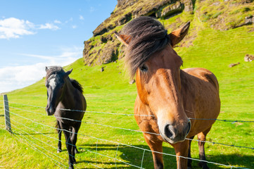 Brown and black icelandic horses in a farm in mountains, Iceland