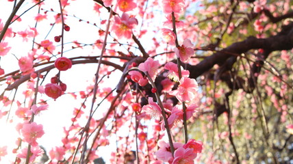 夕日のしだれ梅 あざやかイメージ 農業センター