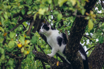 Black and white cat climbing on a tree