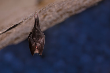 Close up small sleeping horseshoe bat covered by wings, hanging upside down on top of cold natural...