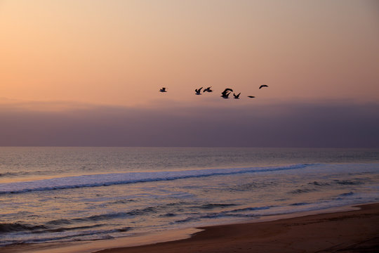 View of birds in flight against beach in Namibe desert © Maximo